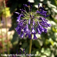 Agapanthus Purple Cloud 2L Pot - Set of 3