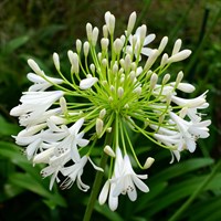 Agapanthus Queen Mum Perennial Plant 2L Pot - Set of 3