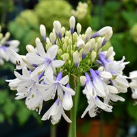 Agapanthus Twister Perennial Plant 2L Pot - Set of 3