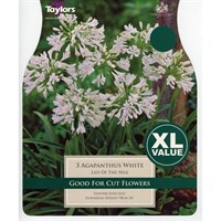 Taylors Bulbs Agapanthus White (3 Pack) (XL561)