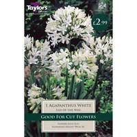 Taylors Bulbs Agapanthus White (Single Pack) (TS803)