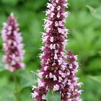 Agastache Beelicious Pink 2L Pot - Set of 3