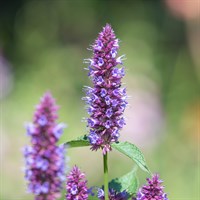 Agastache Beelicious Purple 2L Perennial Plant - Set of 3