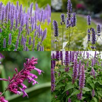 Agastache Perennial Set - Mixed Colours - 3 x 2L Pots