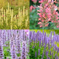 Agastache Perennial Set - Mixed Colours - 6 x 9cm Pots