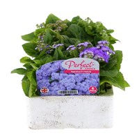 Ageratum F1 Hybrid 6 Pack Boxed Bedding