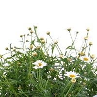 Agyranthemum Molimba White Jumbo 6 Pack Boxed Bedding