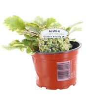 Ajuga Golden Beauty 10.5cm Pot Bedding