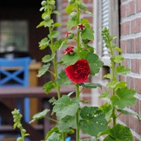 Alcea Chaters Double Scarlet Perennial Plant 9cm Pot - Set of 3