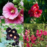 Alcea Perennial Mixed Set - 5 x 9cm Pots (Live Plants)
