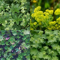 Alchemilla Perennial Set - Mixed Colours - 6 x 9cm Pots