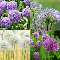 Allium Perennial Mixed Set - 5 x 9cm Pots (Live Plants)