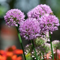 Allium Senescens Serendipity Perennial Plant 2L Pot - Set of 3
