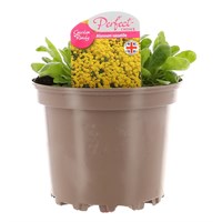 Allysum Saxatile 2L Pot Bedding