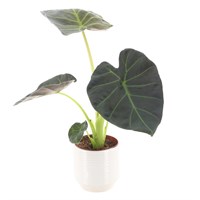 Alocasia (12cm Pot) In White Ribbed Ceramic Pot (13cm)