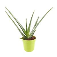 Aloe Vera Houseplant - 12cm Pot