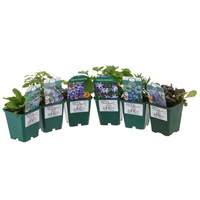 Alpine Plant 9cm - Set of 5 - Blue/Purple