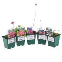 Alpine Plant 9cm - Set of 5 - Pink