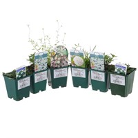 Alpine Plant 9cm - Set of 5 - White