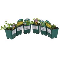 Alpine Plant 9cm - Set of 5 - Yellow