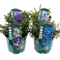Alpine Plants 1L - Set of 4 - Blue/Purple
