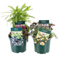 Alpine Plants 1L - Set of 4 - Mixed