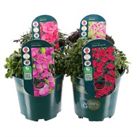 Alpine Plants 1L - Set of 4 - Pink