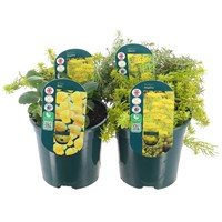 Alpine Plants 1L - Set of 4 - Yellow