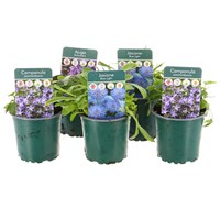 Alpine Plants 9cm - Set of 5 - Blue/Purple