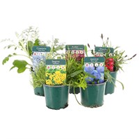 Alpine Plants 9cm - Set of 5 - Mixed