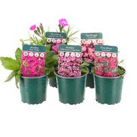 Alpine Plants 9cm - Set of 5 - Pink