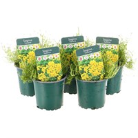 Alpine Plants 9cm - Set of 5 - Yellow