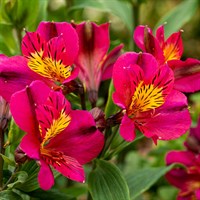 Alstroemeria Inclays Cherry Perennial Plant 2L Pot - Set of 3