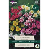 Taylors Bulbs Alstroemeria Ligtu Hybrid (2 Pack) (TS821)