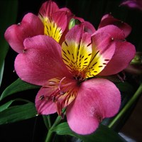 Alstroemeria Inclays Purple Perennial Plant 2L Pot - Set of 3