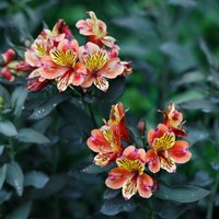 Alstroemeria Inclays Salmon Perennial Plant 2L Pot - Set of 3