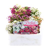 Alyssum Pastel Mixed 12 Pack Boxed Bedding
