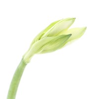 Amarylis (x 1 Stem) - White