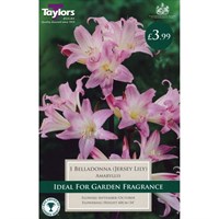 Taylors Bulbs Amaryllis Belladonna (Jersey Lily) (Single Pack) (TS713)