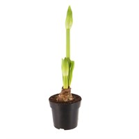 Amaryllis Pink Potted - 13cm