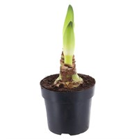 Amaryllis White Potted - 13cm