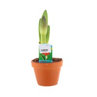 Amaryllis Red in Terracotta Pot - 14cm Pot
