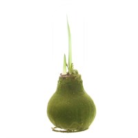 Amaryllis (Single) Waxed Christmas Houseplant - Green Velvet Touch