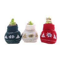 Amaryllis (Single) Waxed Christmas Houseplant - Nordic Jumper