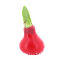 Amaryllis (Single) Waxed Christmas Houseplant - Red Wax