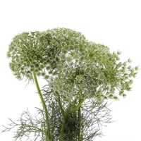 Ammi (x 5 Individual Stems) - White