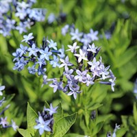 Amsonia Blue Ice Perennial Plant 2L Pot - Set of 3