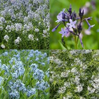 Amsonia Perennial Set - Mixed Colours - 3 x 2L Pots
