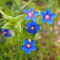 Anagallis monellii Skylover Perennial Plant in 9cm Pot
