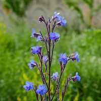 Anchusa Feltham Pride Perennial Plant 2L Pot - Set of 3